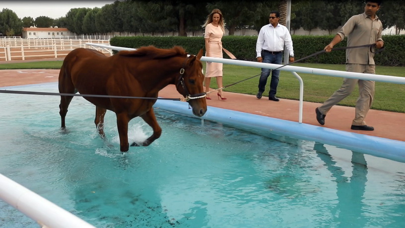 Zabeel Stable ОАЕ